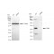 LifeSab™ KD-Validated CD99 Rabbit mAb (20 μl)