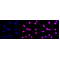 LifeSab™ KD-Validated ABCG2 Rabbit mAb (20 μl)