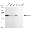 LifeSab™ KD-Validated ABCG2 Rabbit mAb (20 μl)