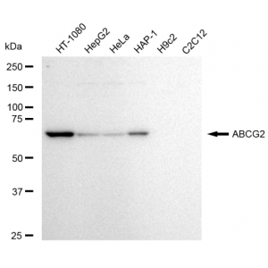 LifeSab™ KD-Validated ABCG2 Rabbit mAb (20 μl)