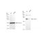 LifeSab™ KD-Validated ABCG2 Rabbit mAb (20 μl)