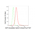 LifeSab™ KD-Validated ARF6 Rabbit mAb (20 μl)