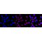 LifeSab™ KD-Validated ARF6 Rabbit mAb (20 μl)