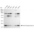 LifeSab™ KD-Validated ARF6 Rabbit mAb (20 μl)