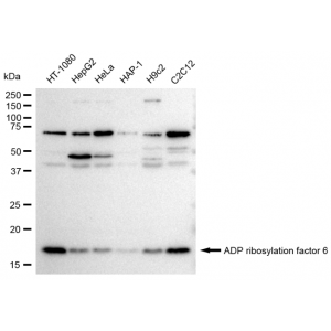 LifeSab™ KD-Validated ARF6 Rabbit mAb (20 μl)