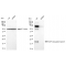 LifeSab™ KD-Validated ARF6 Rabbit mAb (20 μl)