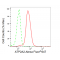 LifeSab™ KD-Validated ATP2A2 Rabbit mAb (20 μl)