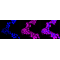 LifeSab™ KD-Validated ATP2A2 Rabbit mAb (20 μl)