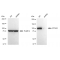 LifeSab™ KD-Validated ATP2A2 Rabbit mAb (20 μl)