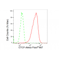 LifeSab™ KD-Validated CTCF Rabbit mAb (20 μl)