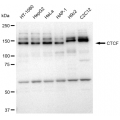 LifeSab™ KD-Validated CTCF Rabbit mAb (20 μl)