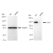 LifeSab™ KD-Validated CTCF Rabbit mAb (20 μl)