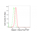 LifeSab™ KD-Validated CAPN1 Rabbit mAb (20 μl)