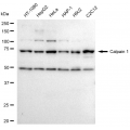 LifeSab™ KD-Validated CAPN1 Rabbit mAb (20 μl)