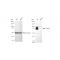 LifeSab™ KD-Validated CAPN1 Rabbit mAb (20 μl)