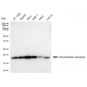 LifeSab™ KD-Validated DHFR Rabbit mAb (20 μl)