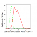 LifeSab™ KD-Validated CA2 Rabbit mAb (20 μl)