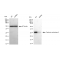 LifeSab™ KD-Validated CA2 Rabbit mAb (20 μl)