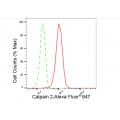 LifeSab™ KD-Validated CAPN2 Rabbit mAb (20 μl)