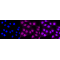 LifeSab™ KD-Validated CAPN2 Rabbit mAb (20 μl)