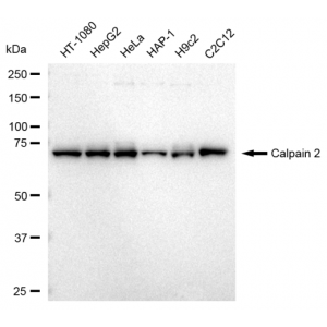 LifeSab™ KD-Validated CAPN2 Rabbit mAb (20 μl)