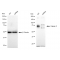 LifeSab™ KD-Validated CAPN2 Rabbit mAb (20 μl)