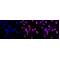 LifeSab™ KD-Validated DDX5 Rabbit mAb (20 μl)