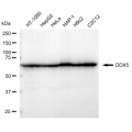 LifeSab™ KD-Validated DDX5 Rabbit mAb (20 μl)