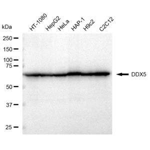 LifeSab™ KD-Validated DDX5 Rabbit mAb (20 μl)