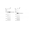 LifeSab™ KD-Validated DDX5 Rabbit mAb (20 μl)