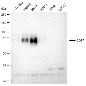 LifeSab™ KD-Validated CD97 Rabbit mAb (20 μl)