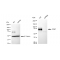 LifeSab™ KD-Validated CD97 Rabbit mAb (20 μl)