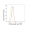 LifeSab™ KD-Validated CD166 Rabbit mAb (20 μl)