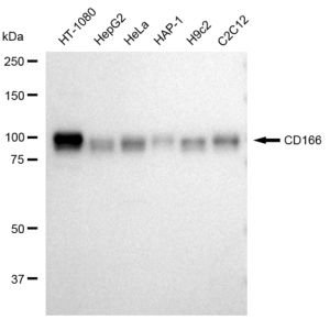 LifeSab™ KD-Validated CD166 Rabbit mAb (20 μl)