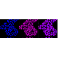 LifeSab™ KD-Validated CLGN Rabbit mAb (20 μl)