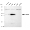 LifeSab™ KD-Validated CLGN Rabbit mAb (20 μl)