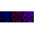 LifeSab™ KD-Validated CLGN Rabbit mAb (20 μl)