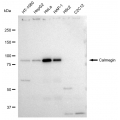 LifeSab™ KD-Validated CLGN Rabbit mAb (20 μl)