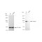 LifeSab™ KD-Validated CLGN Rabbit mAb (20 μl)