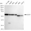 LifeSab™ KD-Validated EOGT Rabbit mAb (20 μl)