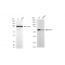 LifeSab™ KD-Validated EOGT Rabbit mAb (20 μl)