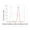 LifeSab™ KD-Validated CLIC4 Rabbit mAb (20 μl)