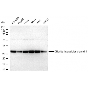 LifeSab™ KD-Validated CLIC4 Rabbit mAb (20 μl)