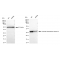 LifeSab™ KD-Validated CLIC4 Rabbit mAb (20 μl)