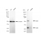 LifeSab™ KD-Validated BCL10 Rabbit mAb (20 μl)