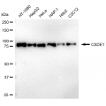 LifeSab™ KD-Validated CSDE1 Rabbit mAb (20 μl)