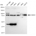 LifeSab™ KD-Validated CSDE1 Rabbit mAb (20 μl)