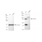 LifeSab™ KD-Validated CSDE1 Rabbit mAb (20 μl)