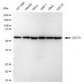 LifeSab™ KD-Validated CDC73 Rabbit mAb (20 μl)