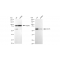 LifeSab™ KD-Validated CDC73 Rabbit mAb (20 μl)